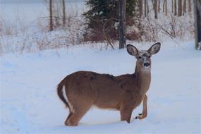 goodly Deer Snow Beautiful