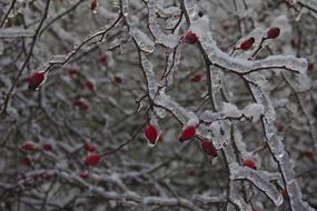Rose Hips Covered With Ice Bush