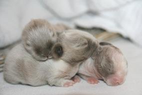 little rabbits on the bedspread