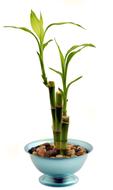 Bamboo Houseplant Potted