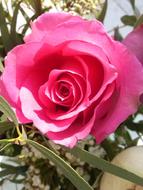 Rose Bloom Pink