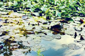 Pond Water Green Floating