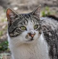 gray-white cat with green eyes in the garden