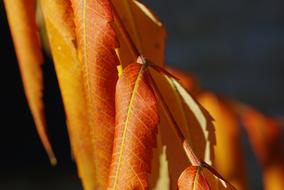 Leaves Foliage Autumn Dry