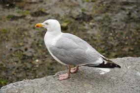 fabulous Gull Bird Animal