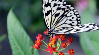 tropical black and white butterfly on a red flower