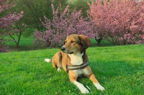 brown and white dog is resting on the lawn