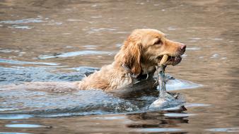 Golden Retriever Lake