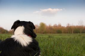 perfect Dog Landscape Hats