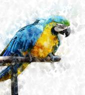 Macaw, colorful parrot, digital art
