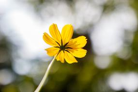 yellow little flower in the field
