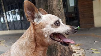 miniature Pinscher dog head close up