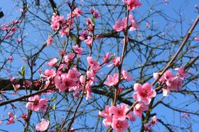 Flowers Spring Color