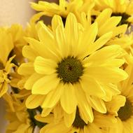 yellow tulips flowers bouquet