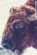 buffalo in profile in winter close up