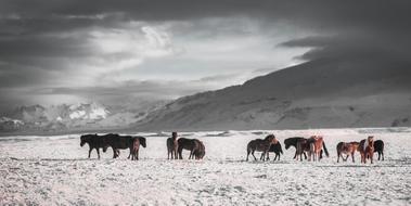 Horses Winter Outdoors