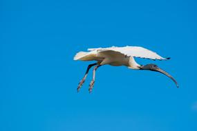 perfect Ibis Bird Flying