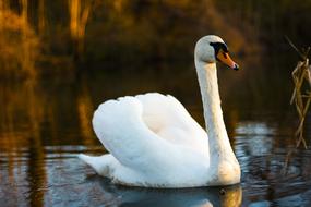 beautiful white swan swims in the autumn pond