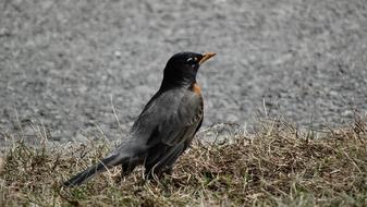 impressively beautiful Robin small black Bird