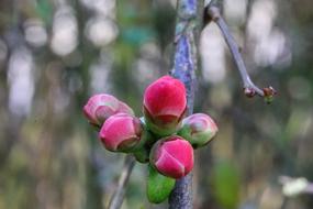 Cognacier Of Japan Shrub Flowers
