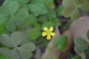 Yellow Wild Flowers Green