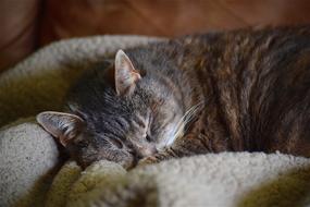 sleeping cat on a blanket