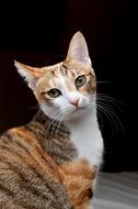 tricolor Cat bending head side