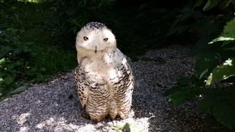 white owl in the shade