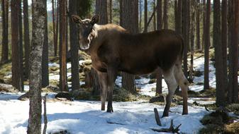Moose animal forest
