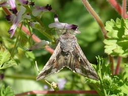 Moth Lepidopteran Butterfly