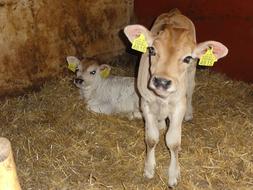 Calf Stall