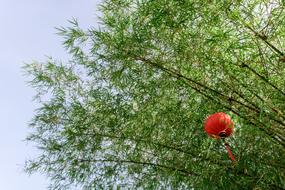 Bamboo Lantern Green