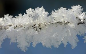 frozen snow on a branch
