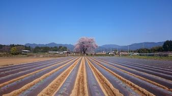 Cherry Blossoms view