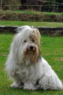 Coton De Tulear, fluffy dog sits on lawn