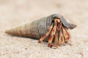 crawling hermit crab in the sand