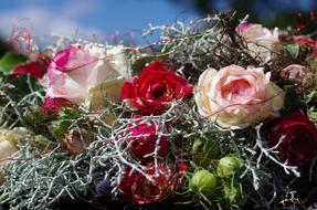 dried colorful flowers