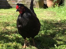 perfect Hen Pet Black