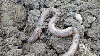 Earthworm Nightcrawlers