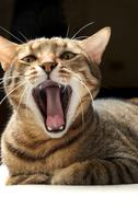 big Yawn Cat Pet