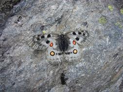 beautiful gray butterfly on a rock
