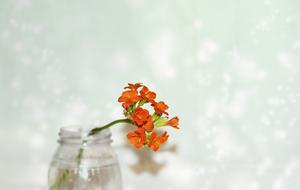 Macro Kalanchoe Flower Room Orange