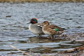 couple of ducks with toit on the lake