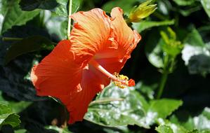 Hibiscus Red Mallow Hollyhock