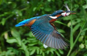 Kingfisher Bird blue