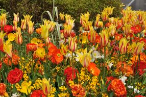 Tulips Spring