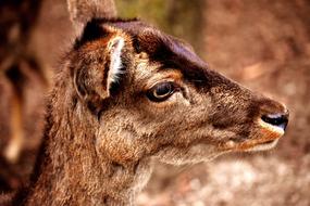 perfect Roe Deer face