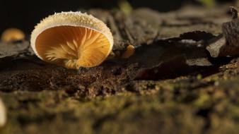yellow fungus on a pole