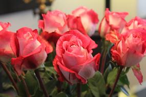 beautiful roses bouquet in a vase