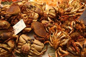 seafood crabs